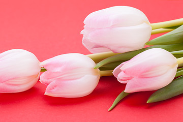 Image showing Spring background of dainty pink tulips