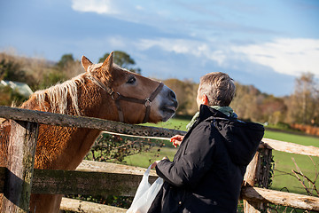 Image showing Elderly couple petting a horse in a paddock