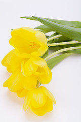 Image showing Bunch of cheerful yellow tulips