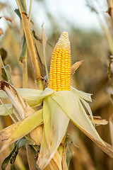 Image showing Corn on the cob in an agricultural field