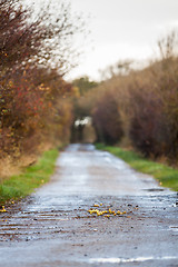 Image showing landscape and street in autumn spring outdoor 