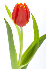 Image showing Beautiful fresh red tulips for a loved one