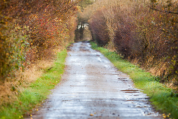 Image showing landscape and street in autumn spring outdoor 