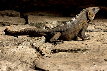 Image showing side of Varanus   in sand   tulum