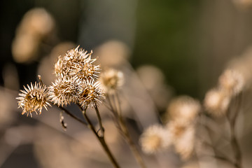 Image showing dried plant outdoor