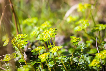 Image showing spring green plant