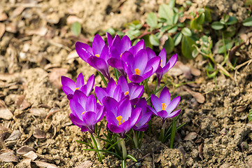 Image showing first spring flowers in garden