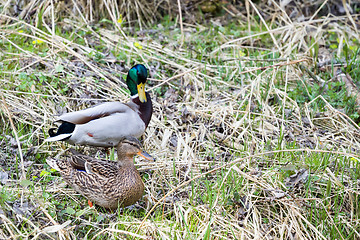 Image showing pair of Duck near small creek