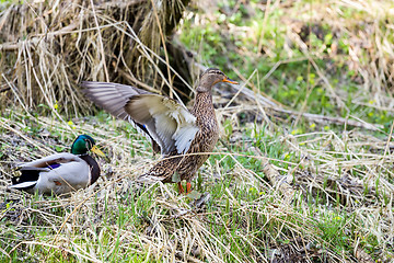 Image showing pair of Duck near small creek