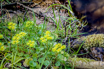 Image showing spring green plant