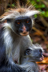 Image showing an hairy monkey and her puppy in africa zanzibar  