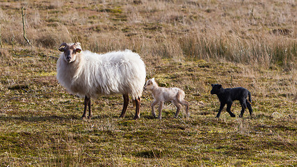 Image showing Adult sheep with black and white lamb