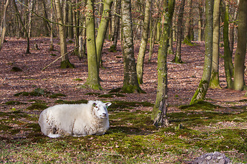 Image showing Sheep with a thick winter coat