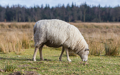 Image showing Sheep with a thick winter coat