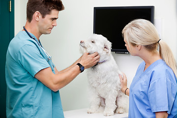 Image showing Veterinarian Doctors Examining A Dog