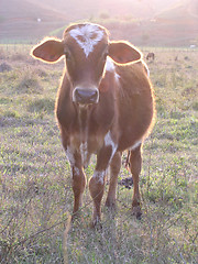 Image showing Cow on the fields