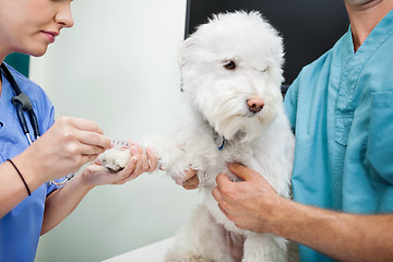 Image showing Dog Blood Sample