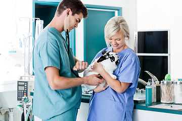 Image showing Vet Measuring Rabbit's Pulse