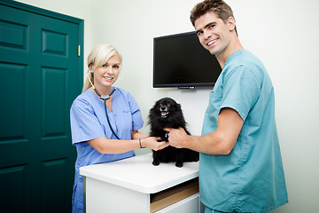 Image showing Young Veterinarian Doctors Examining A Dog