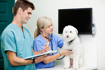 Image showing Veterinarian Doctors Examining A Dog At Clinic