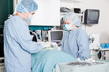 Image showing Veterinarian Doctor And Female Assistant Performing A Surgery