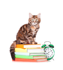 Image showing Kitten with books