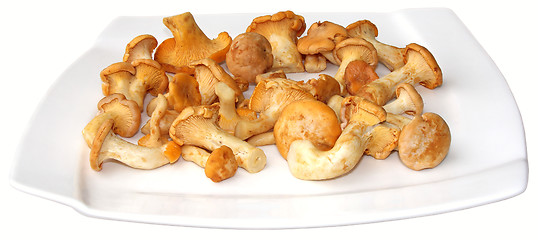 Image showing Chanterelles