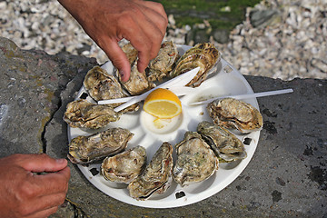 Image showing Fresh oysters2