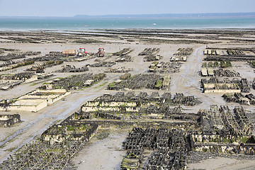 Image showing Growing oyster