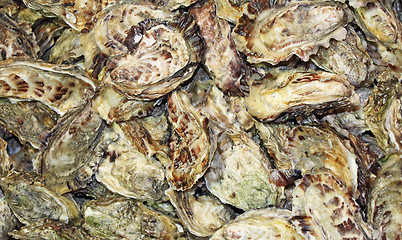 Image showing Fresh Oyster