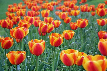 Image showing tulip