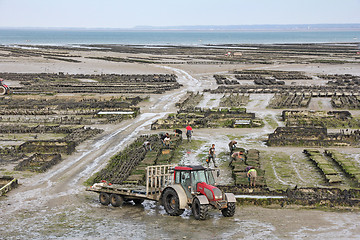 Image showing picking oysters