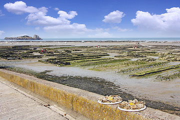 Image showing Growing oysters