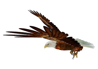 Image showing Eagle