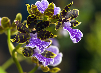 Image showing Orchid