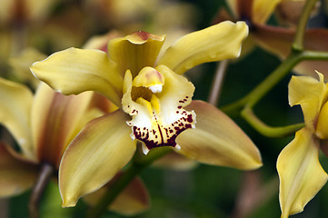 Image showing Orchid