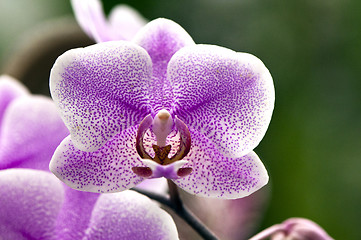 Image showing Orchid