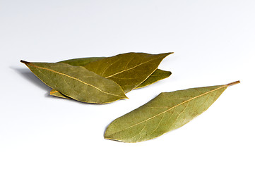 Image showing Bay leaf