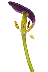 Image showing Withered tulip flower