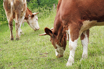 Image showing cows grazing