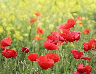 Image showing Field poppies