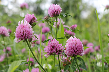 Image showing red flower clovers