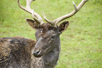 Image showing Deer1