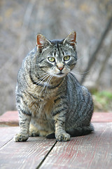 Image showing Grey cat