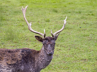 Image showing Deer