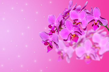 Image showing Branch of lilac orchid flowers on gradient blurred background