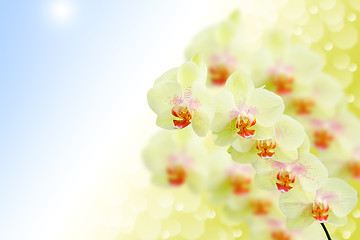 Image showing Soft pastel colored orchid flowers on natural morning