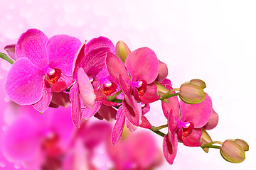 Image showing Big purple orchid flowers branch on blurred bokeh