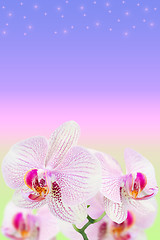 Image showing Gentle spotted orchids on blurred gradient