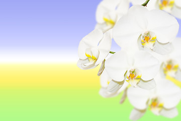 Image showing Pure white orchid flowers on natural blurred gradient